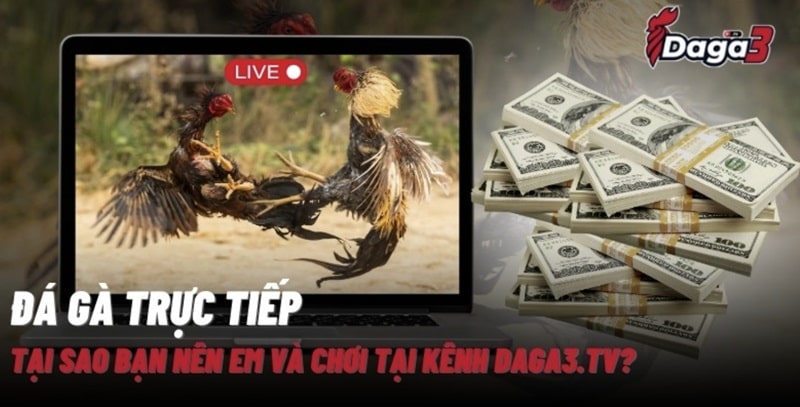 Giới thiệu về kênh đá gà trực tiếp thomo www.socialaim.co