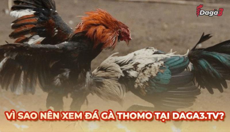 Vì sao nên chọn www.socialaim.co để xem đá gà trực tiếp thomo